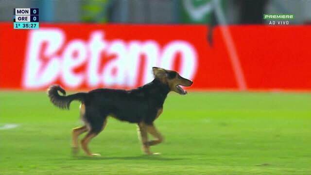 Cachorro Grêmio Monsoon