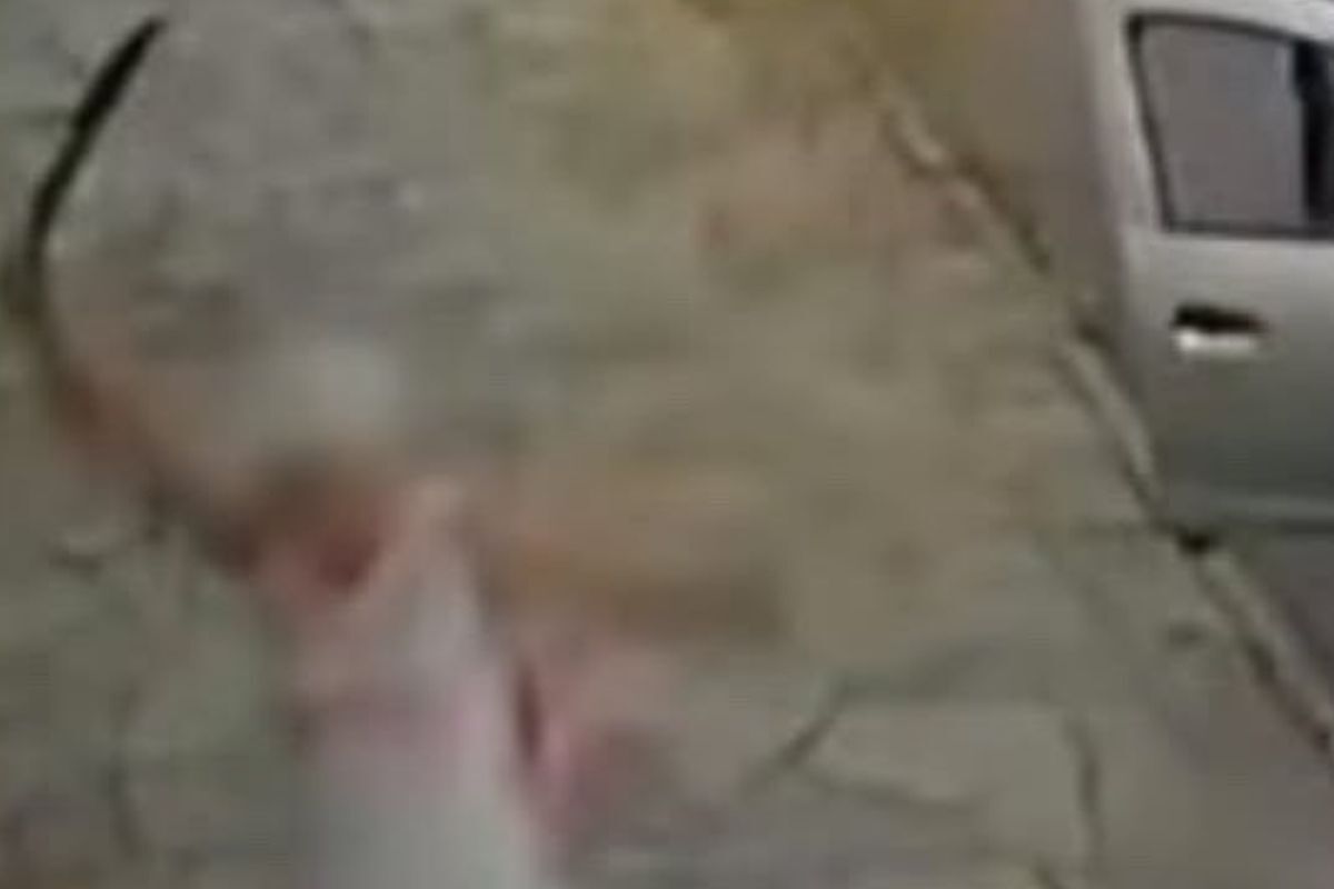 image para ilustrar o artigo